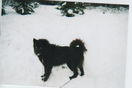 chien de traineau